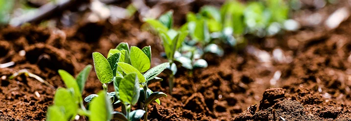 Junge Sojapflanzen im Acker